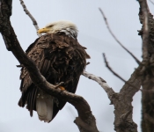 2016 04 09 Eagles 010